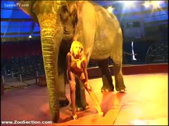 Very natural, never seen a cougar standing nude with a large elephant beforehand